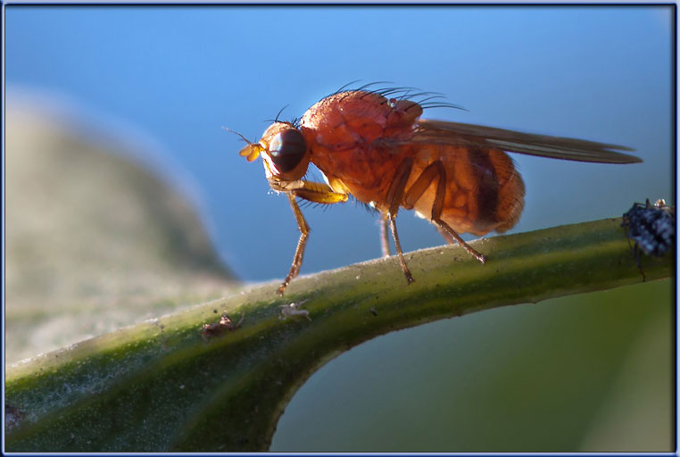 Phaonia pallida? No Lauxaniidae.