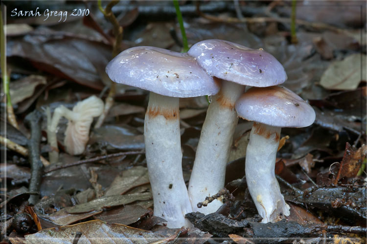 Cortinarius (?) dal litorale romano