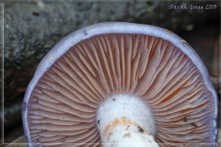 Cortinarius (?) dal litorale romano