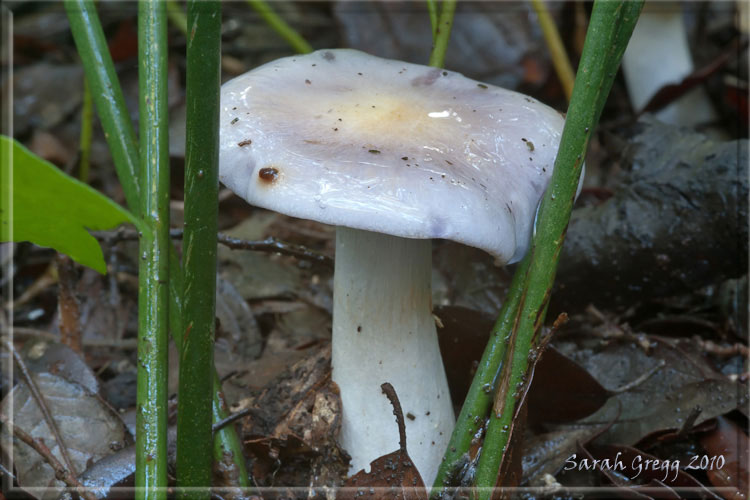 Cortinarius (?) dal litorale romano