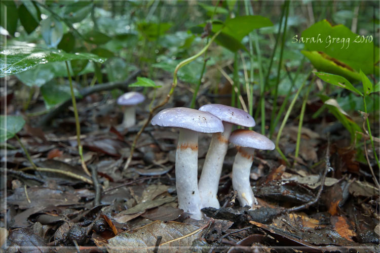 Cortinarius (?) dal litorale romano