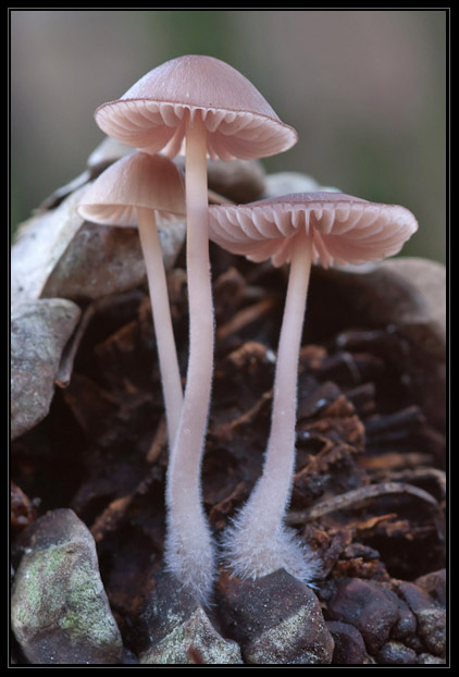 I funghi del litorale romano 2010