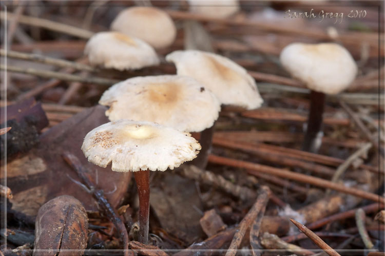 I funghi del litorale romano 2010