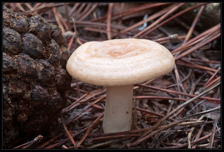 I funghi del litorale romano 2010