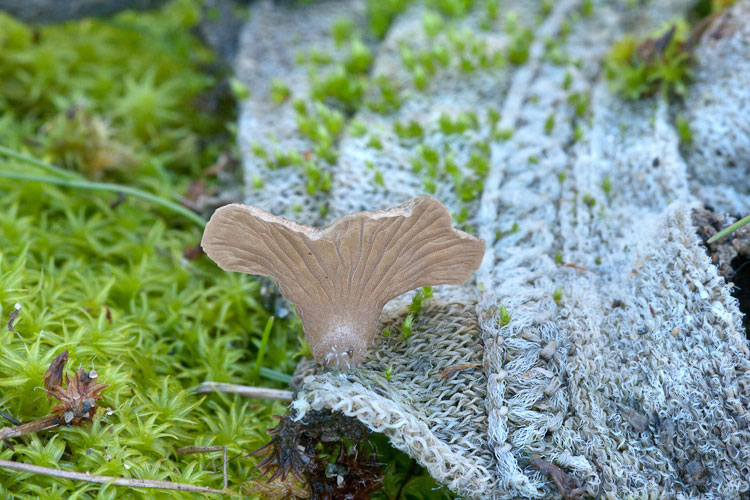 Potrebbe essere un Crepidotus?