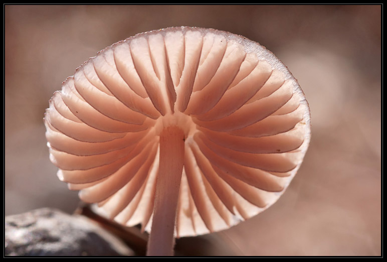 I funghi del litorale romano 2010