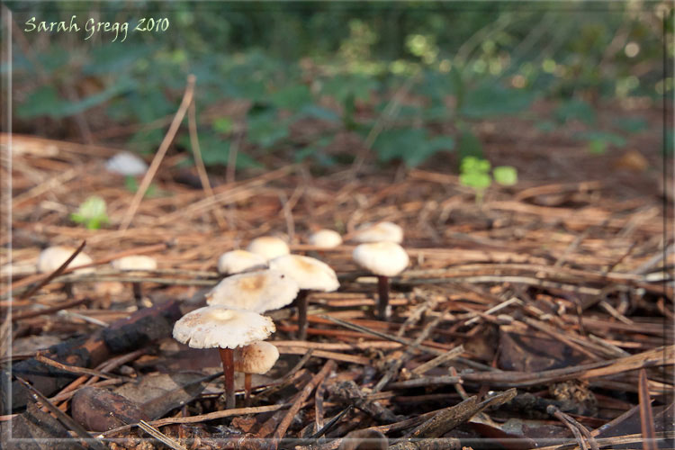 I funghi del litorale romano 2010