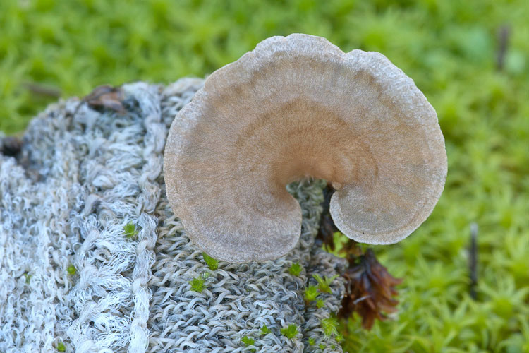 Potrebbe essere un Crepidotus?