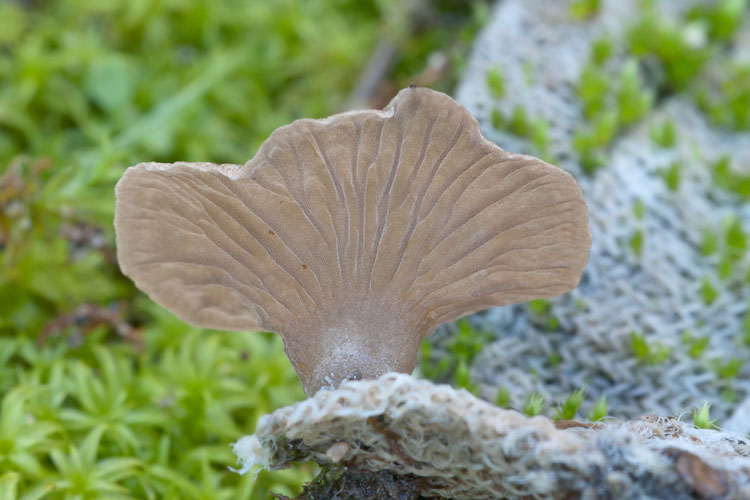 Potrebbe essere un Crepidotus?