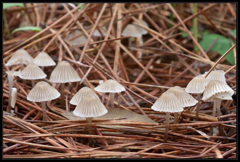 I funghi del litorale romano 2010