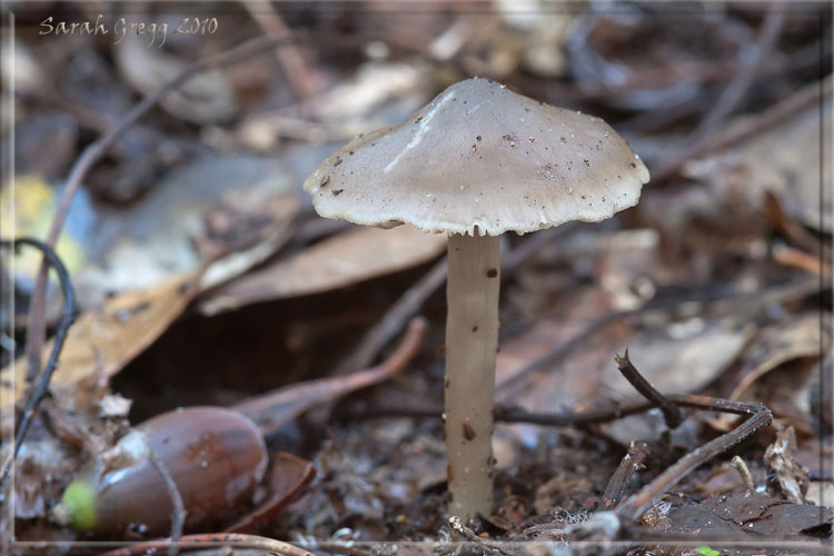 I funghi del litorale romano 2010