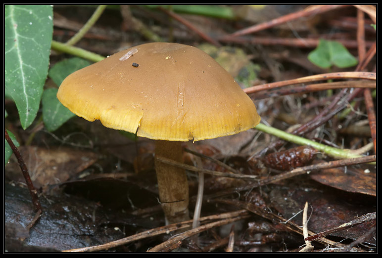 I funghi del litorale romano 2010