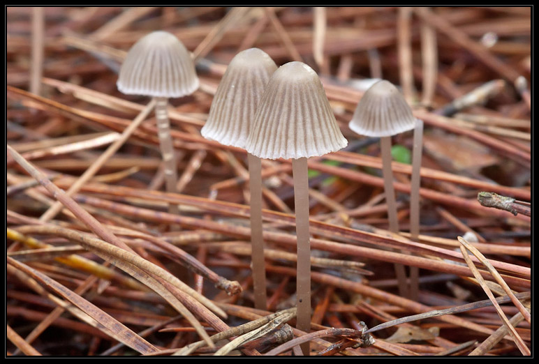 I funghi del litorale romano 2010