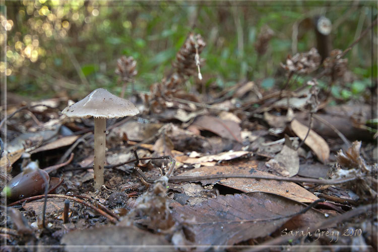 I funghi del litorale romano 2010