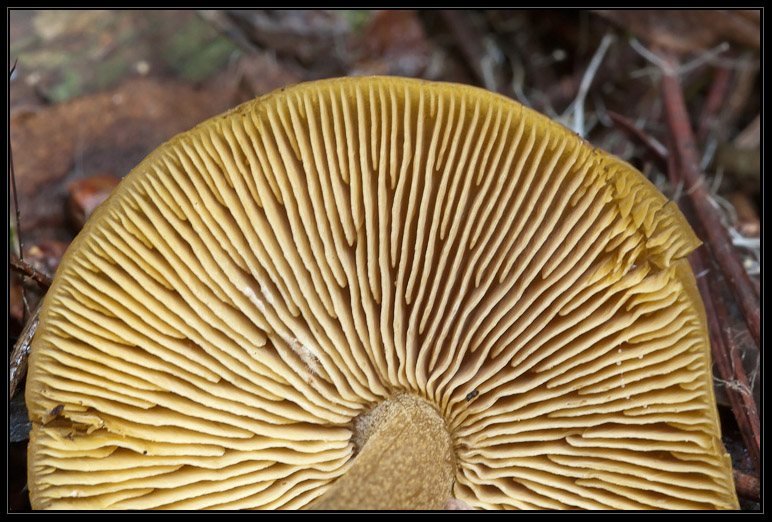 I funghi del litorale romano 2010