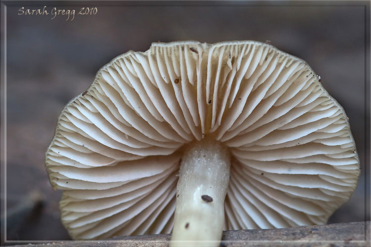 I funghi del litorale romano 2010