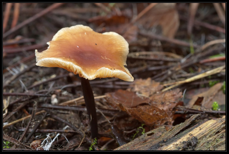 I funghi del litorale romano 2010