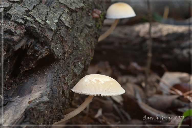 I funghi del litorale romano 2010