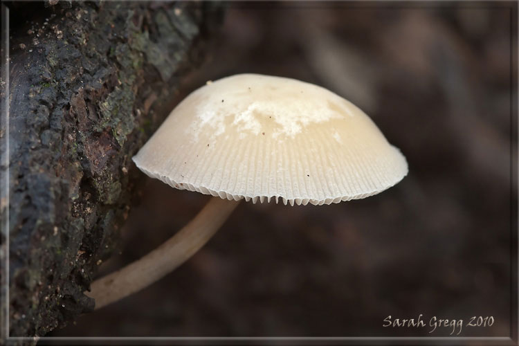 I funghi del litorale romano 2010