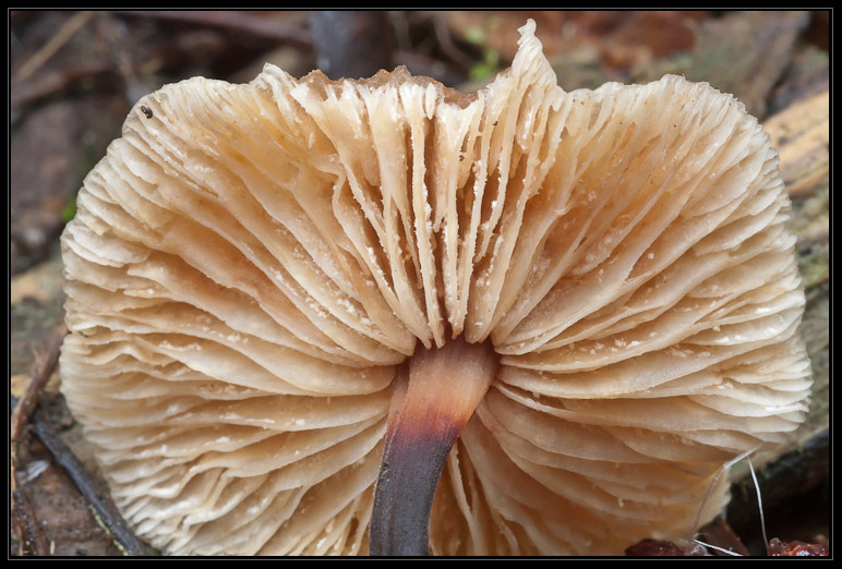 I funghi del litorale romano 2010