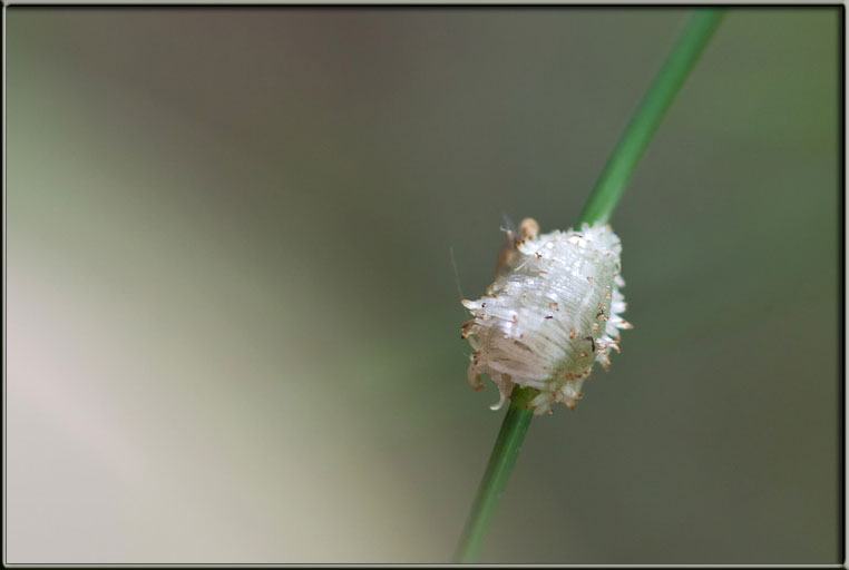 Mayetiola sp. (Diptera Cecidomyiidae) - Galla 