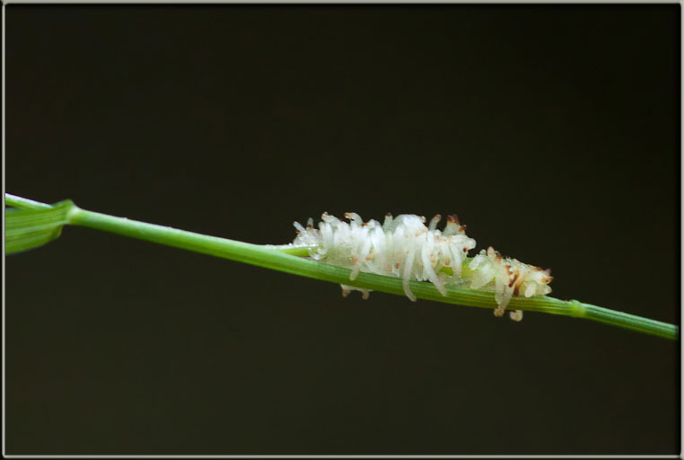 Mayetiola sp. (Diptera Cecidomyiidae) - Galla 