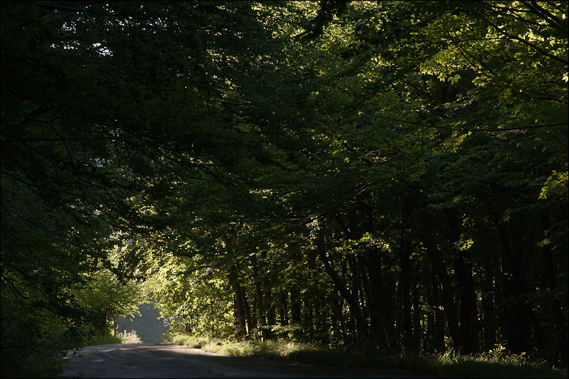 Una strada nel bosco