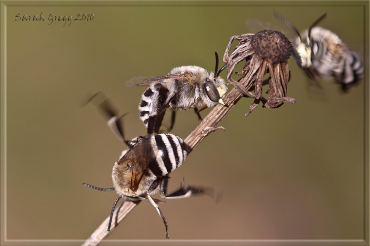 Dormitorio di Apidae Anthophorinae: Amegilla cfr albigena