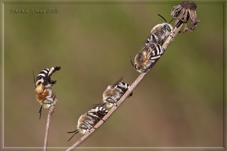 Dormitorio di Apidae Anthophorinae: Amegilla cfr albigena