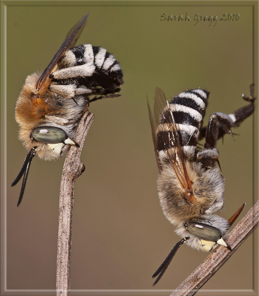 Dormitorio di Apidae Anthophorinae: Amegilla cfr albigena