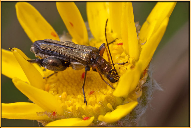 Oedemera splendido!