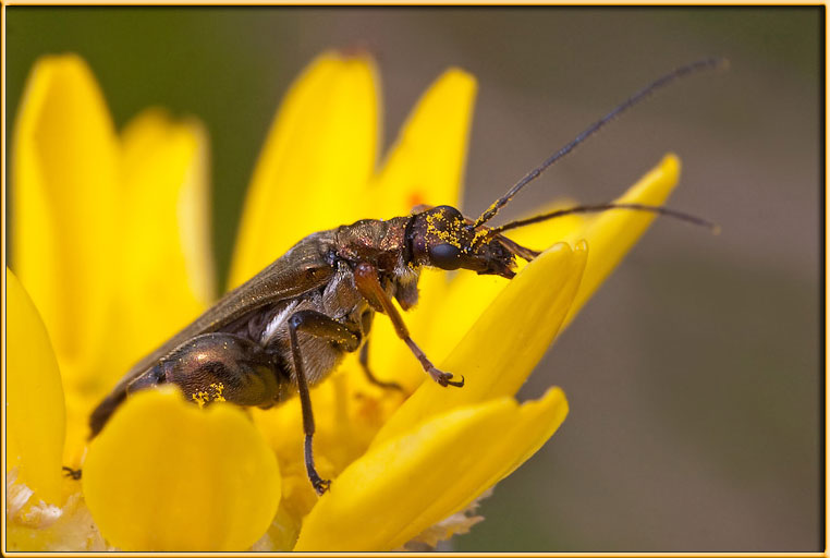 Oedemera splendido!