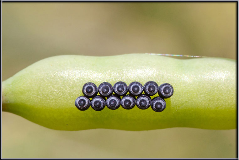 Uova di eterottero (Pentatomidae?)