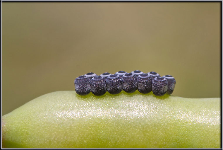 Uova di eterottero (Pentatomidae?)