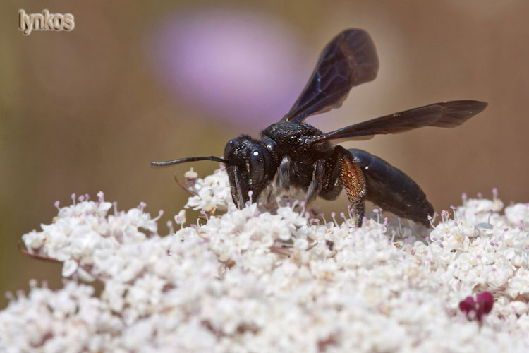 Un''Andrena: Andrena cfr morio