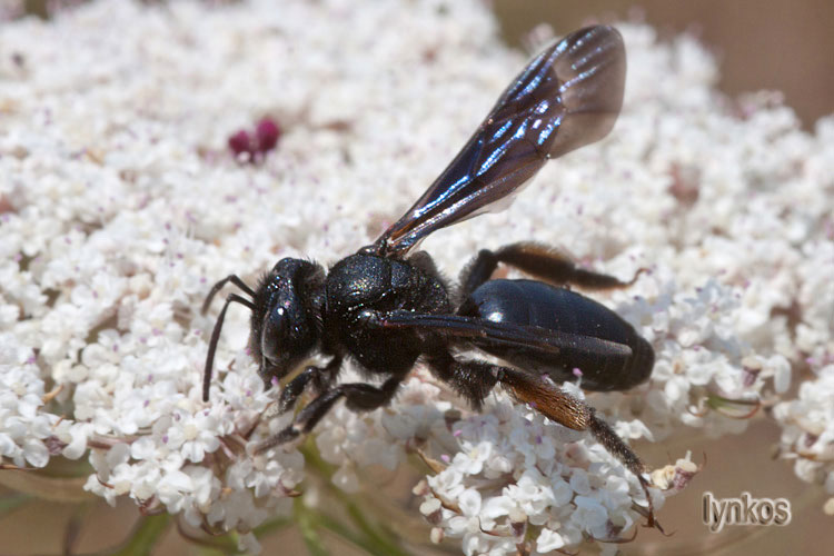 Un''Andrena: Andrena cfr morio