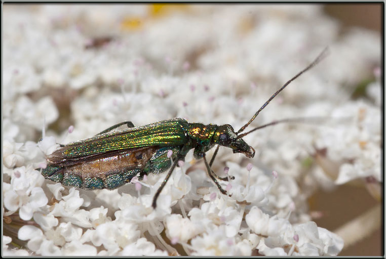 Oedemera nobilis?