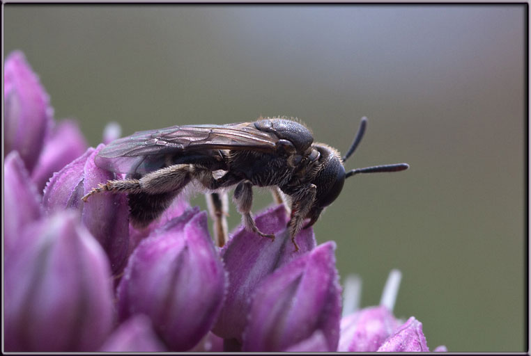 Apidae Halictinae: cfr. Lasioglossum sp.