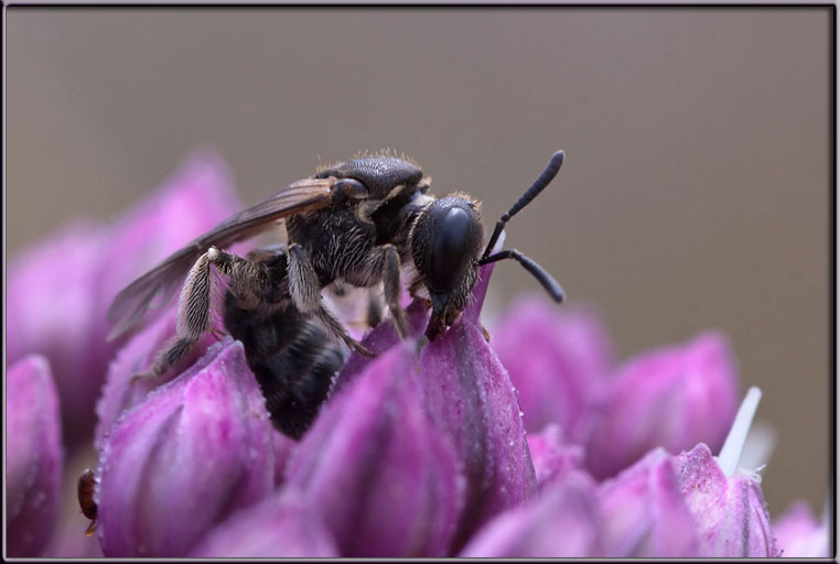 Apidae Halictinae: cfr. Lasioglossum sp.