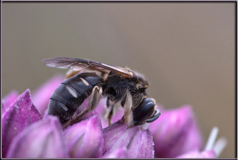 Apidae Halictinae: cfr. Lasioglossum sp.