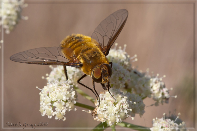 Bombyliidae... Villa hottentotta?