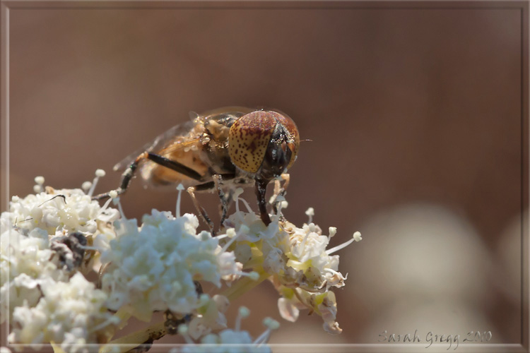 Eristalinus (credo), ma quale?