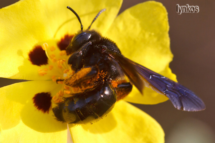 Xylocopa (credo), ma violacea o valga?