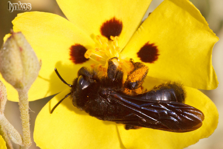 Xylocopa (credo), ma violacea o valga?