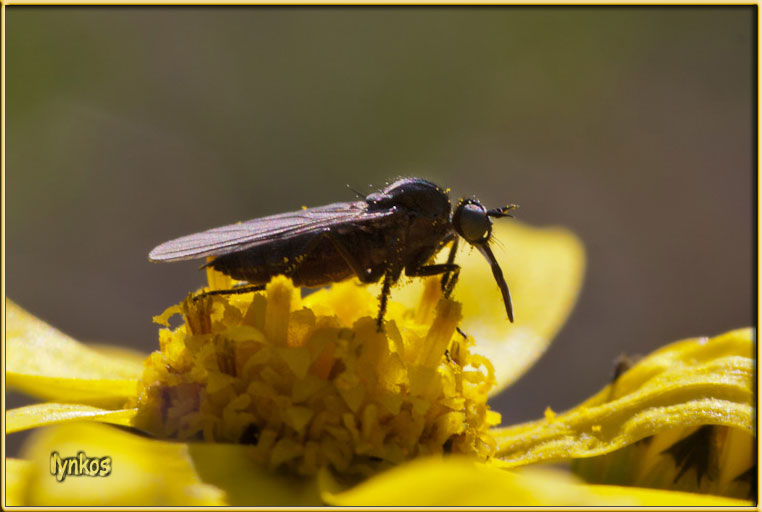 L''Hibotidae di casa