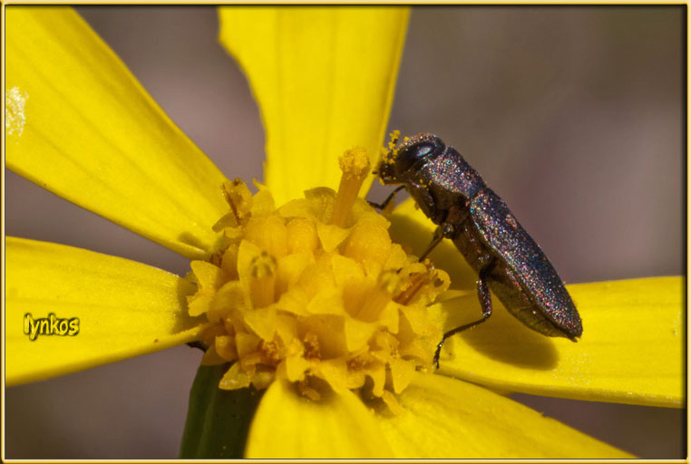 Anthaxia scura: Anthaxia (Melanthaxia) nigritula