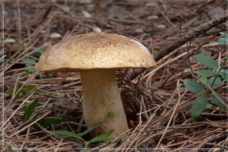 Suillus (?) dal litorale romano