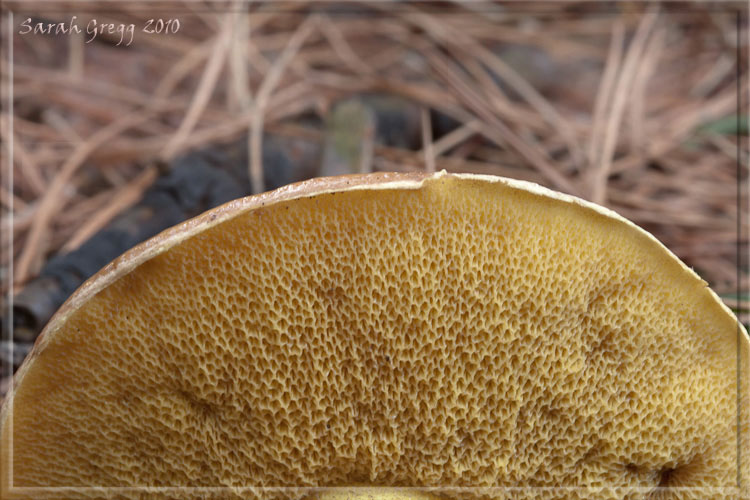 Suillus (?) dal litorale romano