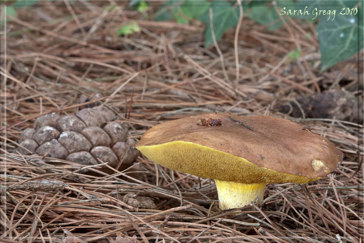 Suillus (?) dal litorale romano