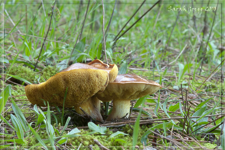 Suillus (?) dal litorale romano